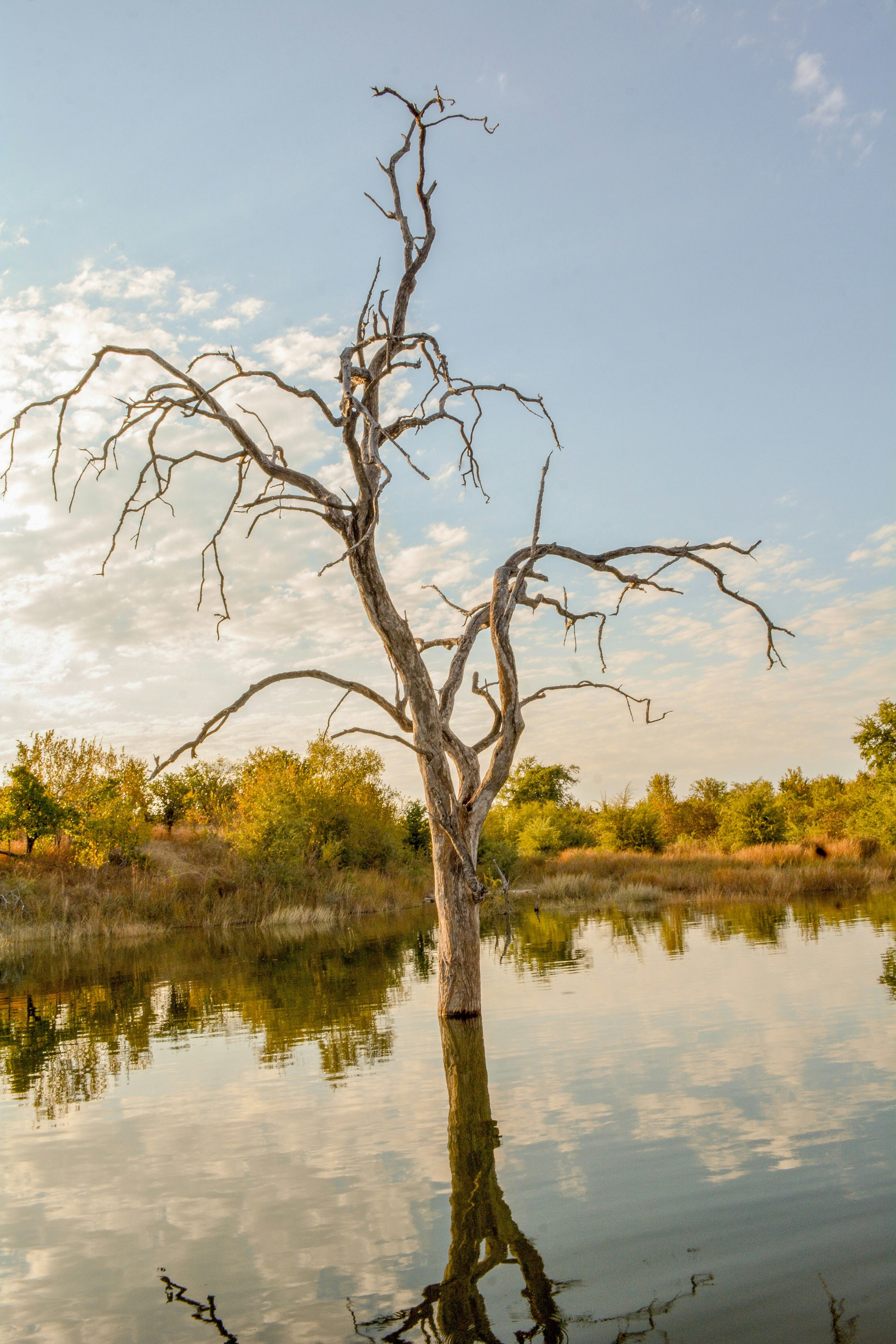 A sculptural bare tree rising from Lake Kariba