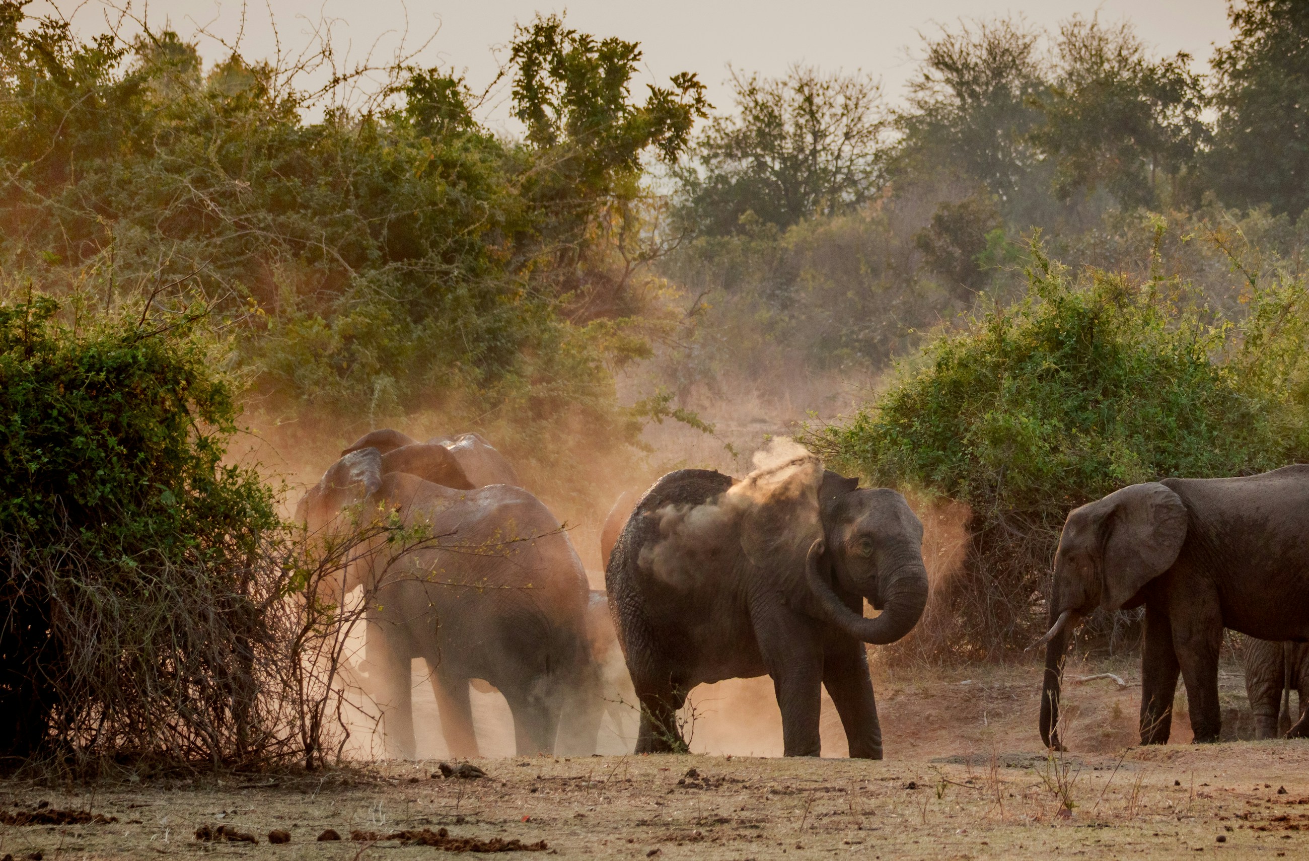 Elephants dust bathing in South Luangwa