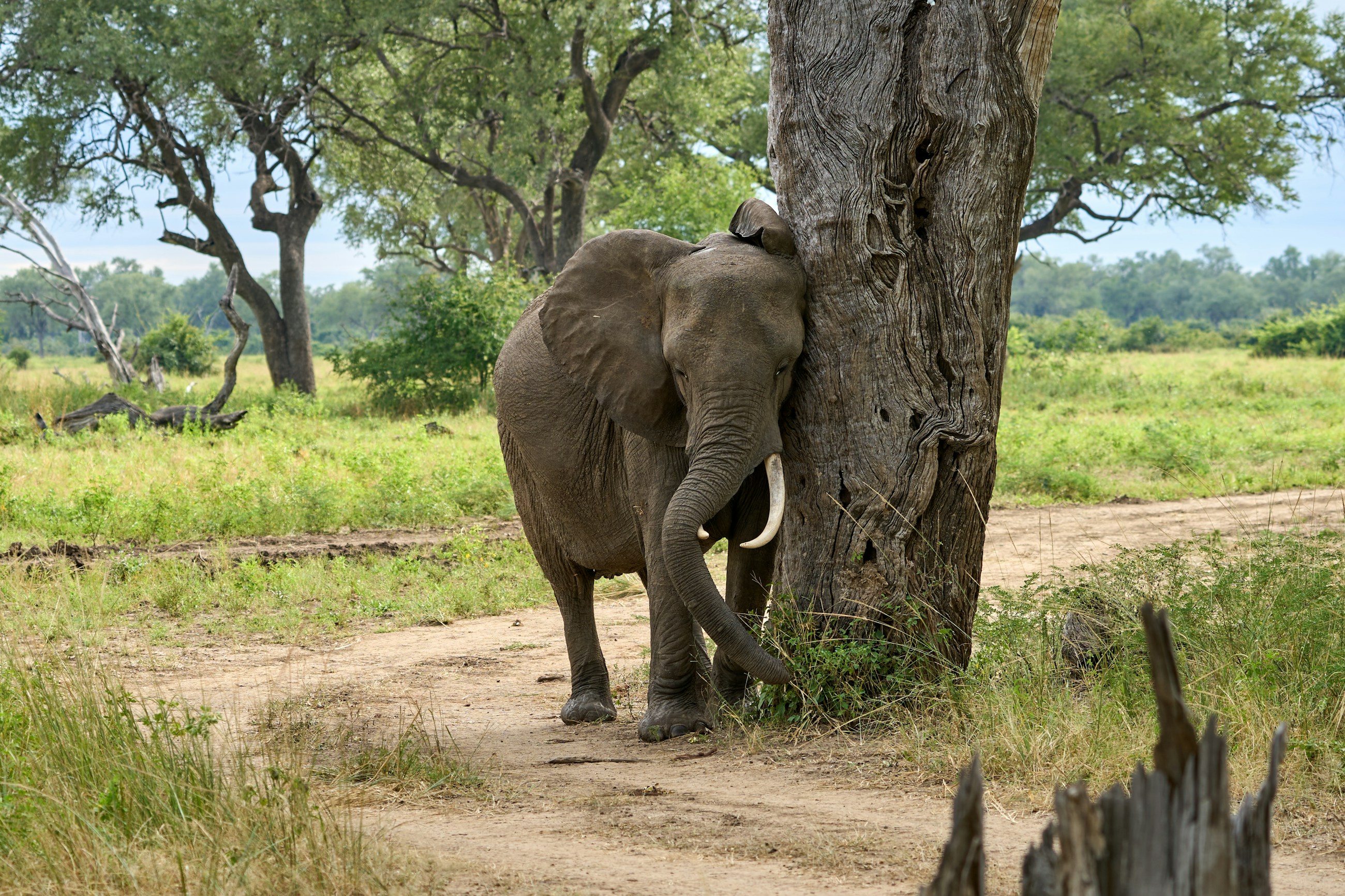 An elephant beside a tree in South Luangwa