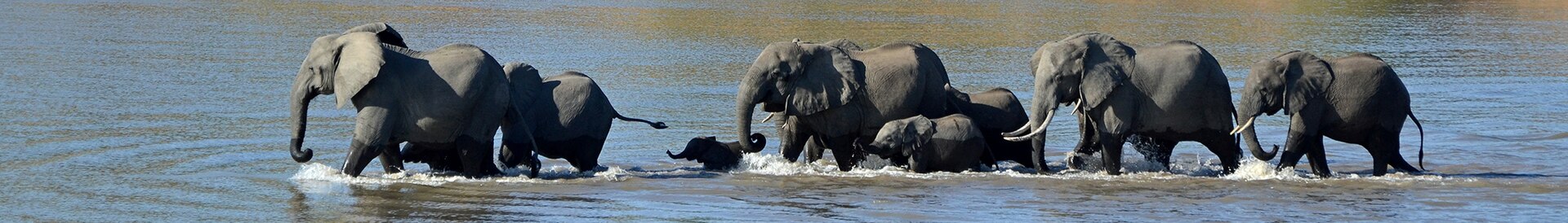 Elephants crossing the Luangwa River