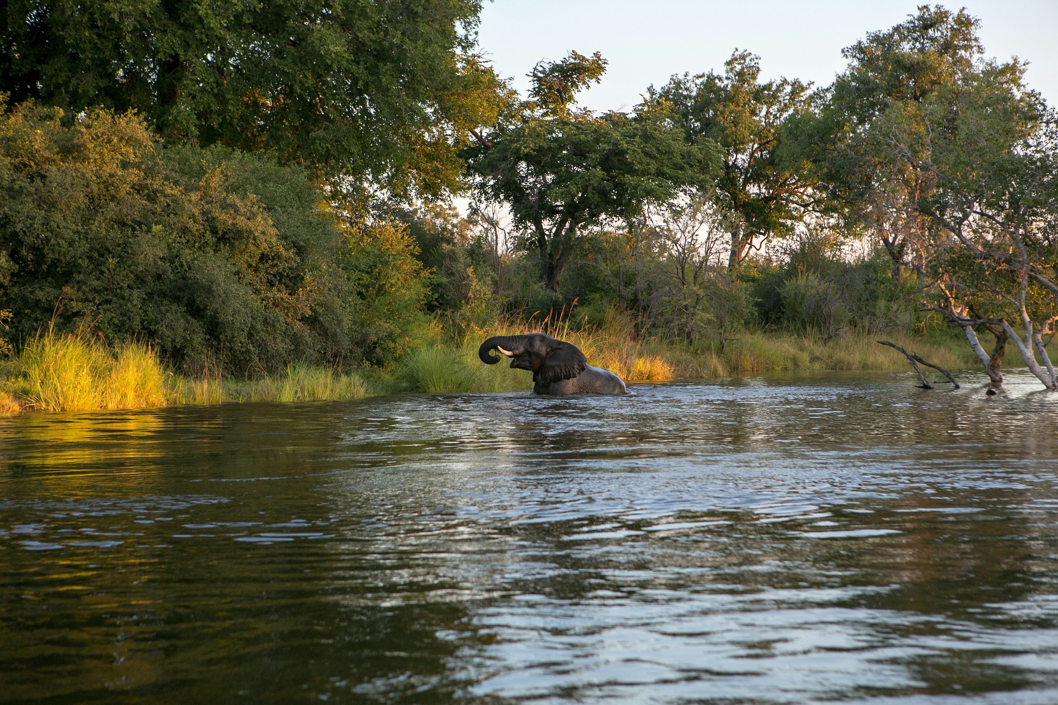 An elephant bathing in the Zambezi near Livingstone